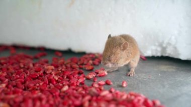 The mouse washes and cleans itself pleased near the poisonous red wheat close-up. Lure of bright color against rodents and indoor pests. Little brown mouse ate too much chemical weapons. High quality