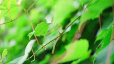 Excess sprouts of grapes are cut with secateurs close-up. Planned pruning of vineyards. Plant care and gardeners work.Technology for growing high-quality berries. High quality 4k footage