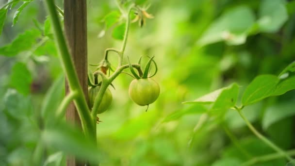 Smooth Beautiful Parallax Growing Green Tomato Close Blurred Background Beautiful — Stok video