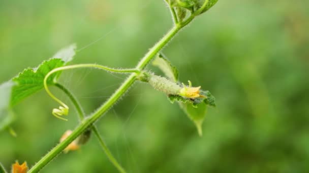 Young Small Cucumber Grows Hanging Plant Close Blurred Background Smooth — Stock video