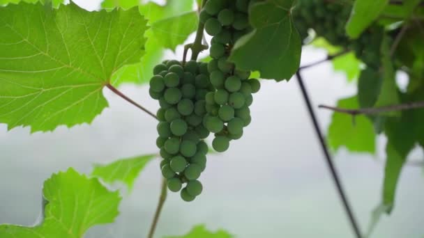 Large Green Unripe Bunches Grapes Close Grapes Growing Vineyard Blurred — Vídeos de Stock