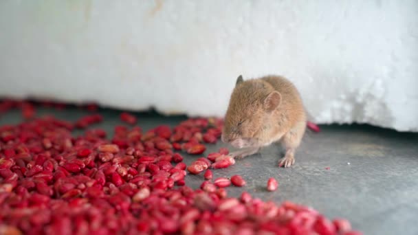 Mouse Washes Cleans Itself Pleased Poisonous Red Wheat Close Lure — Vídeo de Stock