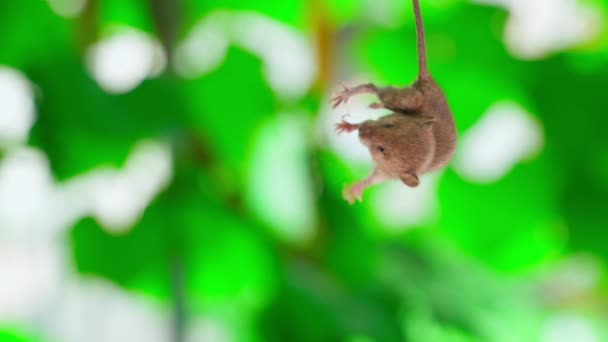 Mouse Caught Tail Trying Escape Close Green Background Poisoned Rodent — Vídeo de stock