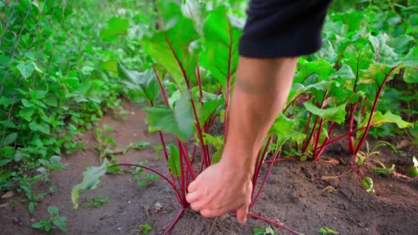 Hand Pulls Red Beets Soil Garden Bed Harvesting Homemade Root — Stock Video