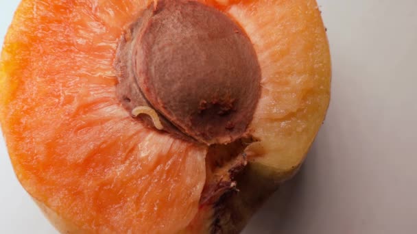 Small Worm Crawls Juicy Orange Apricot Close Worm Fruit High — Αρχείο Βίντεο