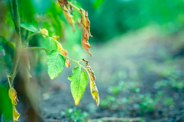 Leaves Growing Tomato Infected Phytophthora Close Withered Dry Leaves Vegetable — 图库照片