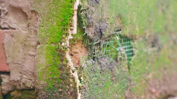 Destroyed Street Wall Corner Close Destructive Effect Moisture Concrete Moss — Vídeo de stock