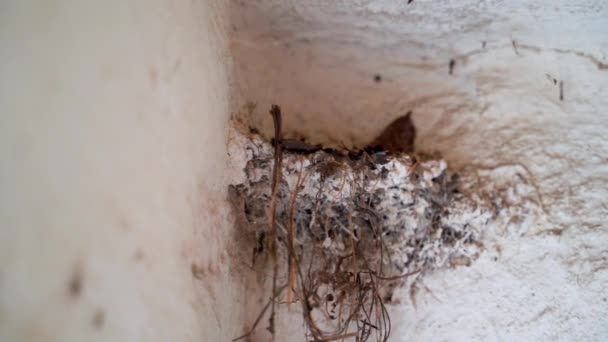 Abandoned Unfinished Nest Swallows White Wall Close Smooth Camera Movement — Stok Video