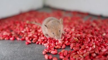 A sleepy, disoriented mouse poisoned by poison leaves the frame close-up. A small rodent on a mountain of red poisonous wheat with chemicals. Poisoned pest bait that disrupts blood clotting. High