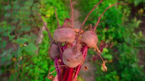 Young Red Beets Carried Close Early Morning Harvesting Root Crops — Stock Video