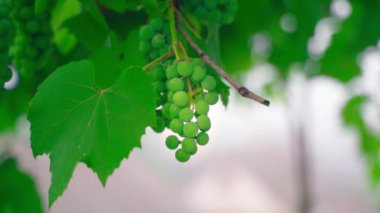 Bulanık bir arka planda yeşil, olgunlaşmamış üzümlerden oluşan güzel bir demet. Üzüm bağında genç üzümler yetişir. Yavaş çekim kamerası. Yüksek kaliteli FullHD görüntüler