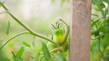 Smooth beautiful parallax around a growing green tomato close-up on a blurred background. Beautiful home garden. Growing homemade vegetables in the garden. High quality FullHD footage