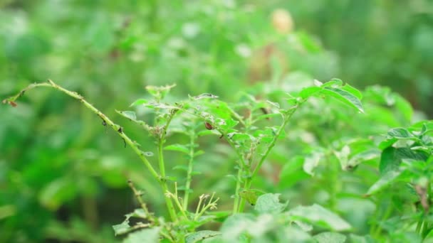 Potato Bush Eaten Pests Close Blurred Background Adults Colorado Potato — Stock Video