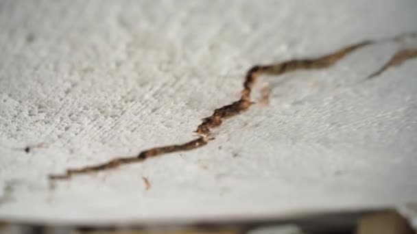 一个古老的乡村房屋的白色天花板上有一道长长的裂缝 摄像机沿着黏土墙上的裂缝移动 住宅的迅速毁坏和完整性的丧失 地震后 — 图库视频影像