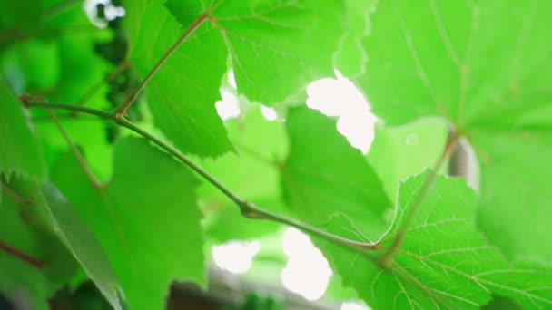 Excess Sprouts Grapes Cut Secateurs Close Planned Pruning Vineyards Plant — Video Stock