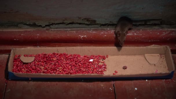 Mouse Cepat Mengambil Gandum Merah Beracun Dan Berjalan Untuk Berlindung — Stok Video