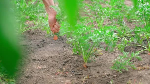 Peeping Bushes Farmer Pulling Carrots Soil Harvesting Orange Root Crops — Stock Video