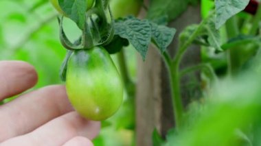 Olgunlaşmamış yeşil domatesler yağmurdan sonra su damlalarında çalılara tutunur. Bir el olgunlaşmamış bir domatese dokunur. Sebze bahçesinde sebze yetiştiriyorum. Ev yapımı doğal ürünler yetiştirmek. Yüksek kalite 4k