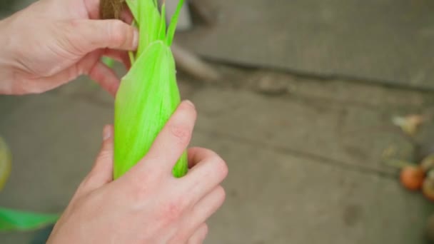 新鲜采摘的玉米头皮被剥去 并在镜头前近距离展示 玉米上的绿叶 收获谷类作物 谷物植物的家庭种植 从花园里摘庄稼的手 — 图库视频影像