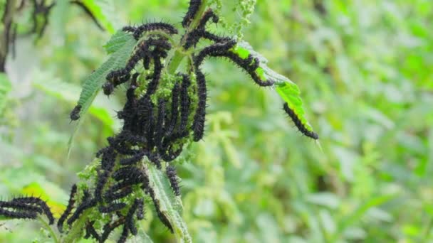 Lot Black Caterpillars Thorns Nettle Branch Close Blurred Background Peacock — Stok video