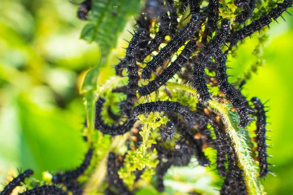 Lot Black Caterpillars Peacock Butterfly Nettles Close Blurred Background Black — Stockfoto