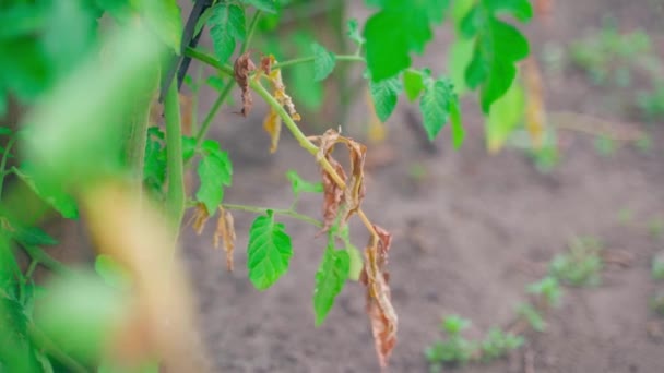 Sekatory Obcinają Gałązki Pomidorów Dotknięte Fitoftorą Dbanie Rośliny Ogrodzie Suche — Wideo stockowe