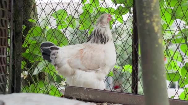 Närbild Vacker Vit Kyckling Hage Gatan Uppfödning Fjäderfä Smidig Kamerarörelse — Stockvideo