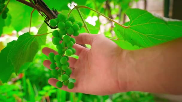 Hand Takes Palm Lush Bunch Unripe Green Grapes Close Blurred — Vídeo de Stock