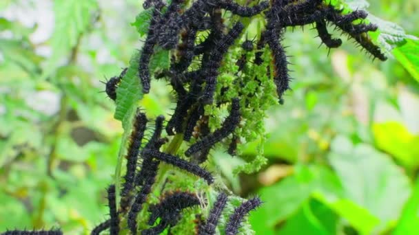 Lot Black Caterpillars Thorns Nettle Branch Close Blurred Background Peacock — Vídeo de Stock