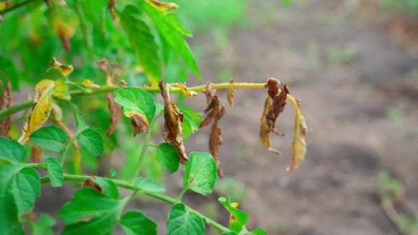 セーターはフィトフトラの影響を受けたトマトの枝を切りました 庭の植物の世話をする 乾燥した葉は真菌病の影響を受ける 農作物の害虫 植物の緑の葉に遅い光 — ストック動画