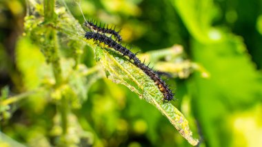 A lot of black caterpillars of the peacock butterfly on nettles close-up,blurred background. A black caterpillar with spikes and white dots eats the leaves of the stinging nettle