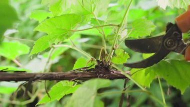 Excess sprouts of grapes are cut with secateurs close-up. Planned pruning of vineyards. Plant care and gardeners work.Technology for growing high-quality berries. High quality 4k footage