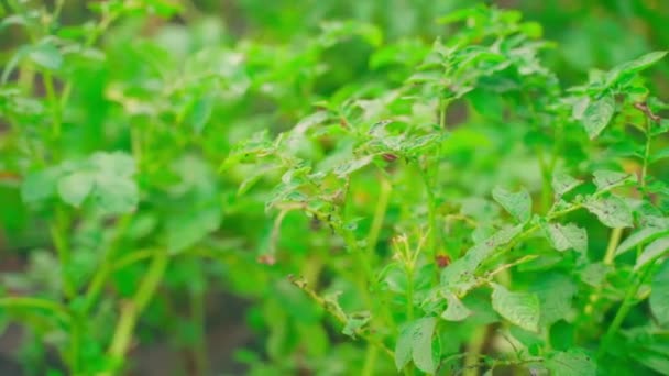 관목은 콜로라도 잎벌레로 성장하는 주위를 돌면서 입으로 응회암 카메라 부드럽게 — 비디오