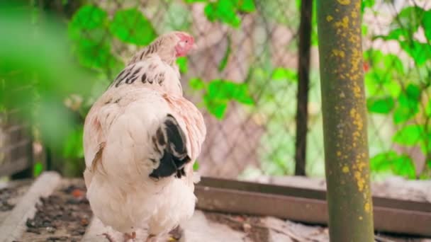 美しい白い鶏のクローズアップは 慎重にフレームに見えます 滑らかなカメラの動き 鳥を覗かせ背景がぼやけている 高品質のフルHd映像 — ストック動画