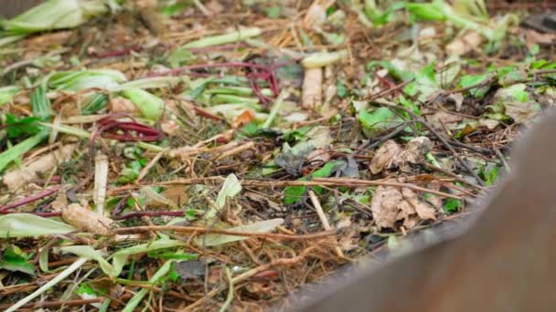 Naturalne Odpady Organiczne Gniją Stercie Kompostu Płynny Ruch Kamery Wzdłuż — Wideo stockowe