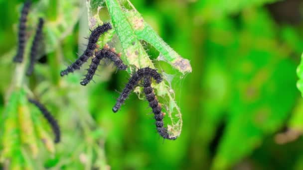 Black Caterpillars Peacock Eye Climb Leaves Nettle Close Caterpillars Thorns — Stock Video