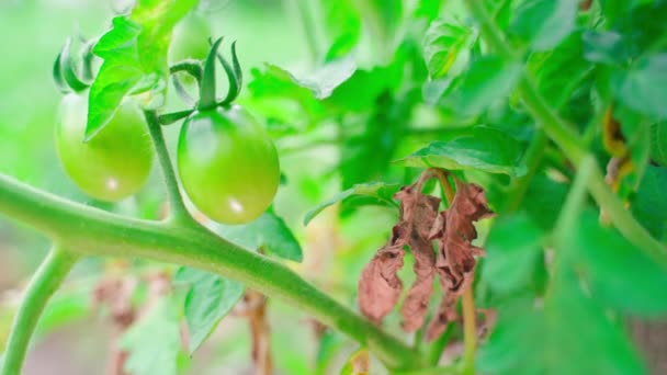 Een Tak Van Een Groeiende Tomaat Die Getroffen Door Late — Stockvideo