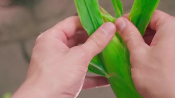 Ręce Zdjąć Zieloną Skórkę Młodej Głowy Kukurydzy Zbliżenie Zewnętrzna Powłoka — Wideo stockowe