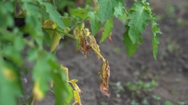 Secateurs phytophthora 'dan etkilenen domates dallarını kesti. Bahçedeki bitkilerle ilgilenmek. Mantar hastalıklarından etkilenen kuru yapraklar. Tarımsal mahsul haşereleri. Bitkilerin yeşil yapraklarında geç bir çürüme. Yüksek