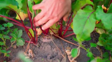 A hand pulls a growing young red beet from the soil close-up. Harvesting root crops from the home garden beds. Growing homemade vegetables without GMOs and chemical additives. Fertile fertilized soil