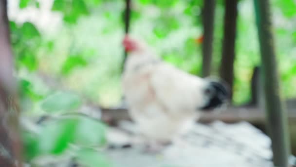 前景のフェンスから実行中の白い鶏に焦点を合わせます 鶏は枠を覗き込む 滑らかなカメラの動き 高品質のフルHd映像 — ストック動画