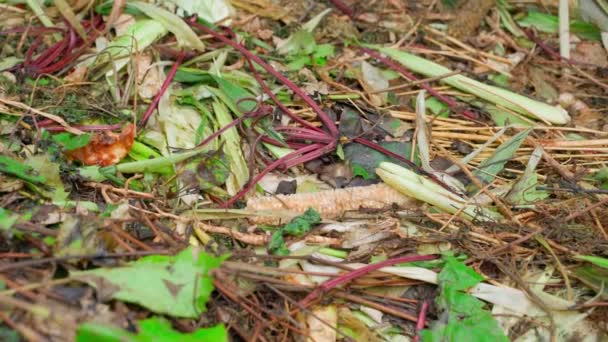Compost Heap Lot Organic Waste Biodegradable Human Waste Products Smooth — Stok Video
