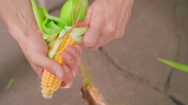 Świeżo Zebrana Głowica Kukurydzy Jest Obierana Pokazywana Aparatowi Bliska Zielone — Wideo stockowe
