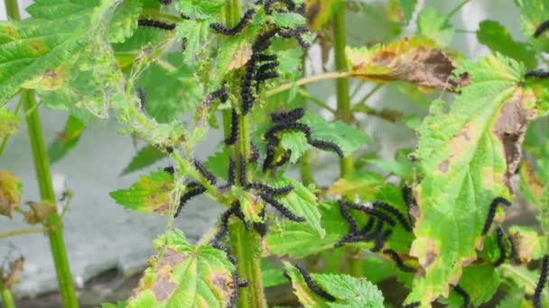 Lot Black Caterpillars Thorns Nettle Branch Close Blurred Background Peacock — Stockvideo