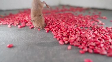 Küçük bir ev faresi aromalı kemirgen zehrinden beslenemez. Açık kırmızıya boyanmış buğday zehirlidir. Yurt içi haşere kontrolü. Yüksek kalite 4k görüntü