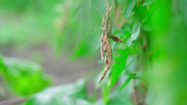 Bush Growing Tomato Yellowed Branch Affected Fungal Disease Phytophthora Leaves — Vídeo de Stock