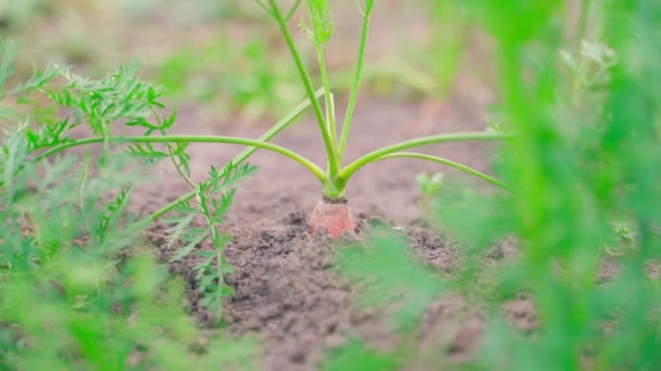 Cultivo Raíz Naranja Madura Zanahorias Que Crecen Suelo Primer Plano — Vídeo de stock