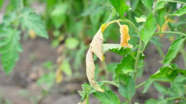 Hand Plockar Ett Torrt Gult Löv Växande Tomatbuske Närbild Högkvalitativ — Stockvideo