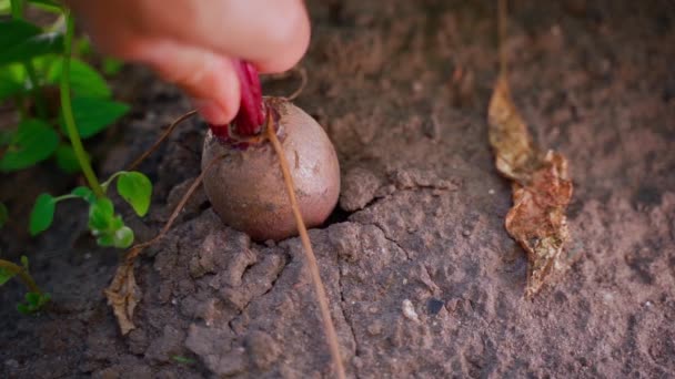 Hand Pulls Out Ground Large Juicy Red Beetroot Slow Motion — Stock Video