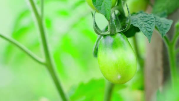 Unripe Green Tomatoes Hang Bush Water Drops Close Rain Hand — Stock Video